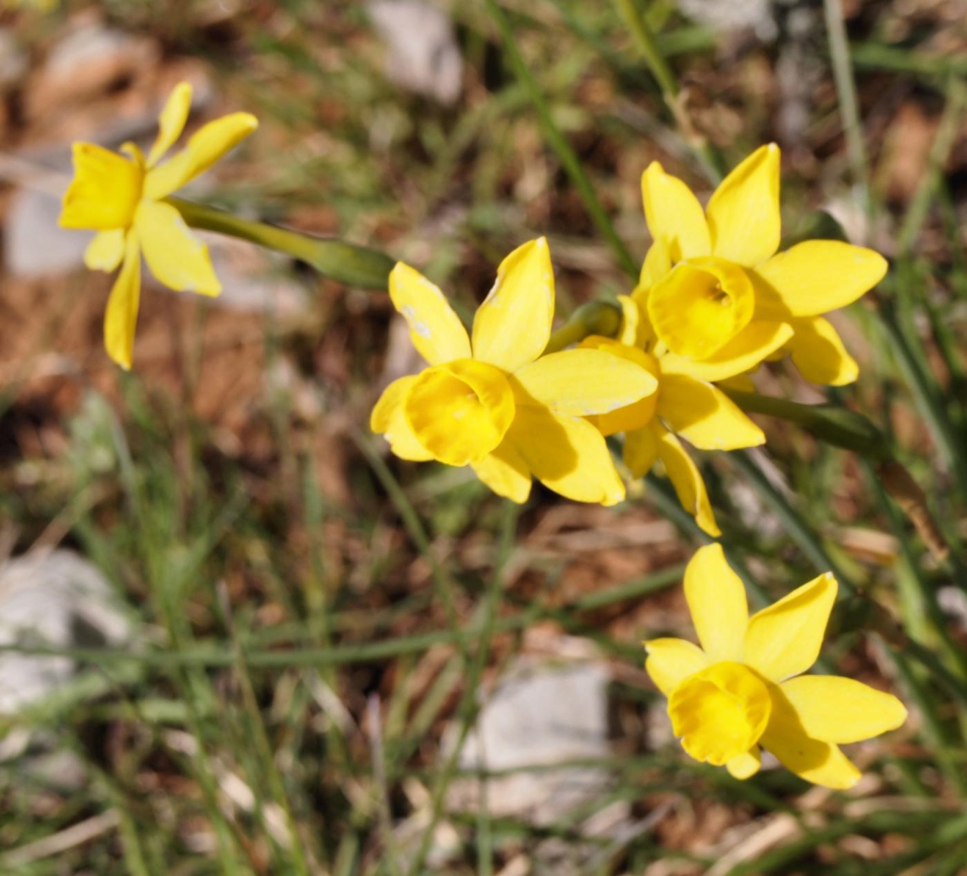 Jonquile, Rush-leaved flower